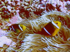 clown