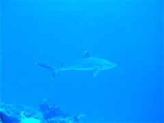 requins