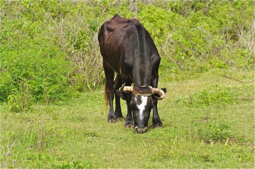 vache de Rurutu ..., dec 2010