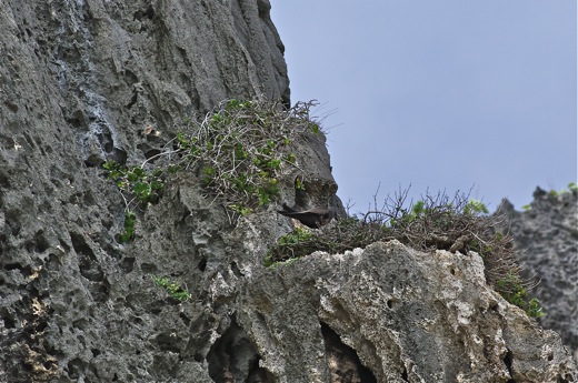 nid de Noddi,dec 2010
