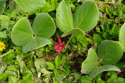 lianes rampantes en fleurs, dec 2010