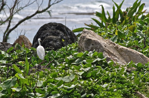 Aigrette sacrée, dec 2010