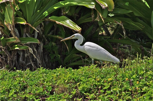 Aigrette sacrée, dec 2010