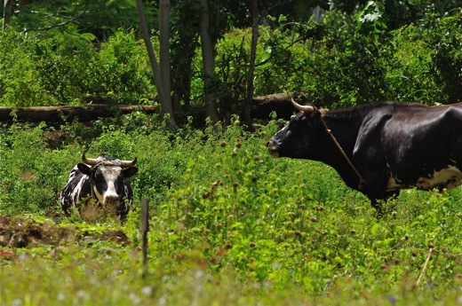 vaches à Rurutu, dec 2010