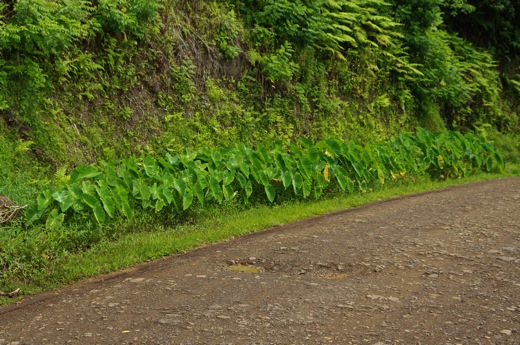 plantation de taro, nov 2010
