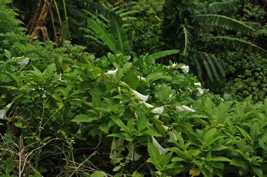 Datura en fleurs, nov 2010