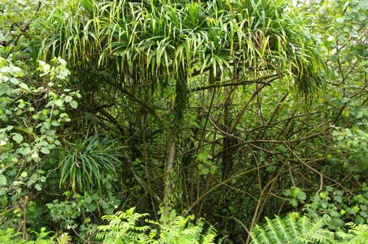liane de Vanille sur un Pandanus, nov 2010