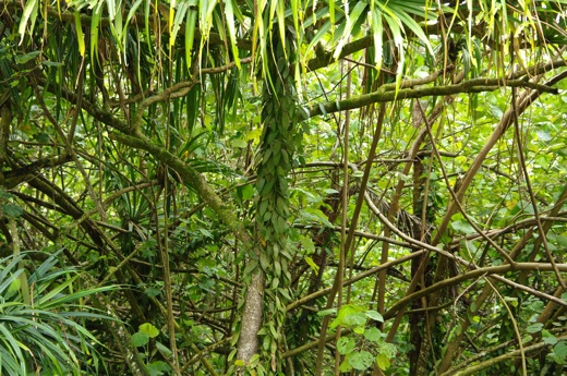 liane de Vanille sur un Pandanus, nov 2010