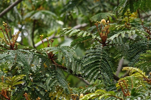 Serianthes rurutensis, nov 2010