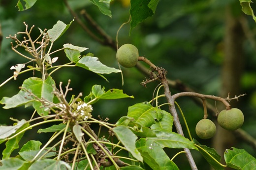 noix de bancoul, nov 2010