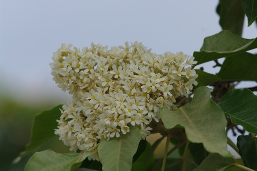 fleurs du Bancoulier, 2010