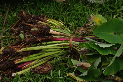 plants de taro, nov 2010