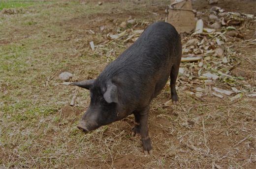 Pua'a (cochon), nov 2010