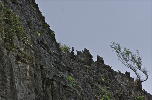 Rurutu : le makatea, nov 2010