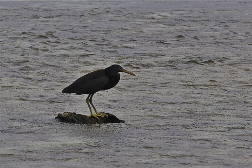 Aigrette sacrée, nov 2010