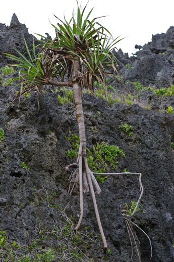 Pandanus, nov 2010
