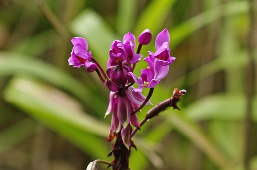 Orchidée palmier, nov 2010