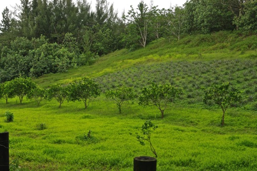 plantation d'ananas et orangers, nov 2010