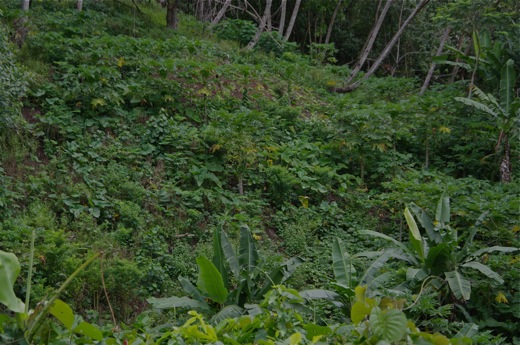 taro, bananiers,nov 2010