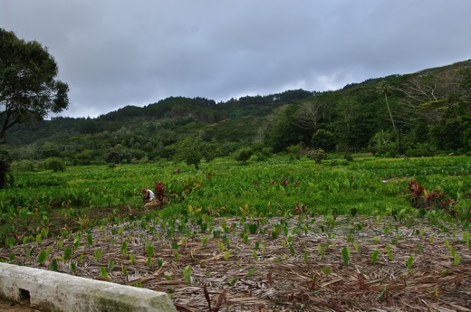 tarodière, nov 2010