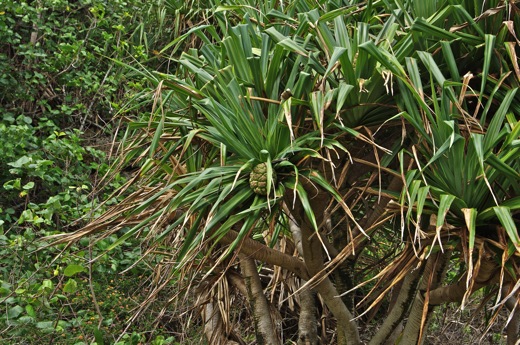 Pandanus, nov 2010