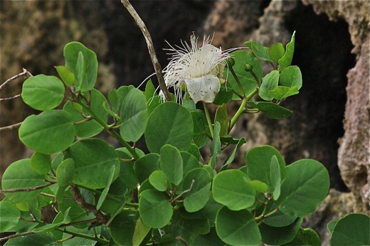 fleur et boutons du câprier, nov 2010