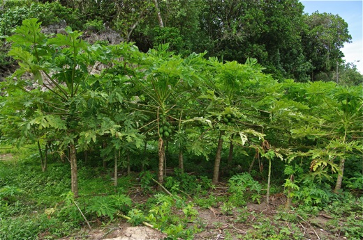 plantation de papayers, nov 2010