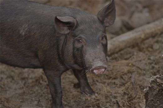 Pua'a (cochon), nov 2010