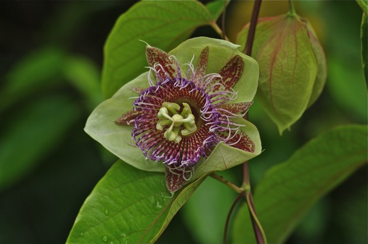 passiflore, nov 2010