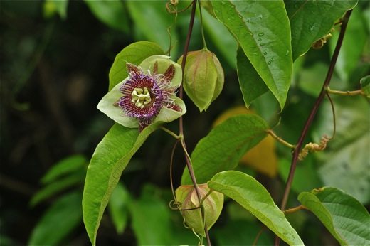 liane de passiflore, nov 2010