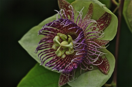 passiflore, nov 2010