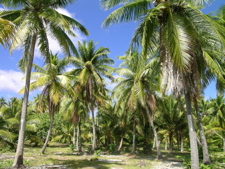 cocoteraie dans les Tuamotu, avr 2009