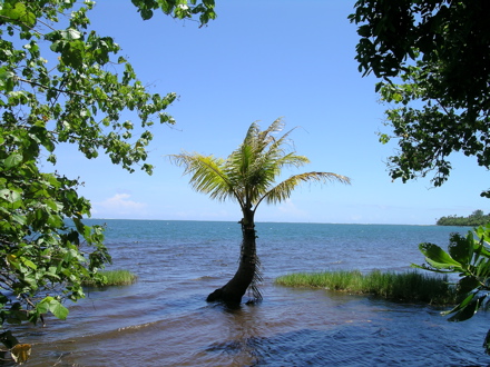 cocotier