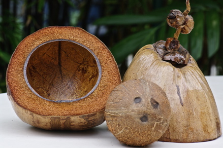 noix de coco ...