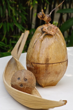 noix de coco ...