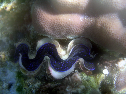 Bénitier, Pahua en nom tahitien