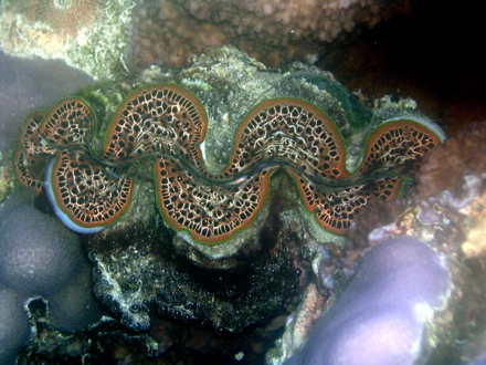 Bénitier, Pahua