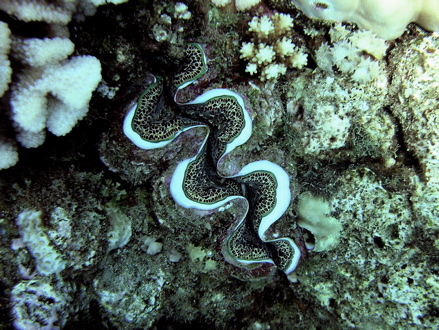 Bénitier, Pahua