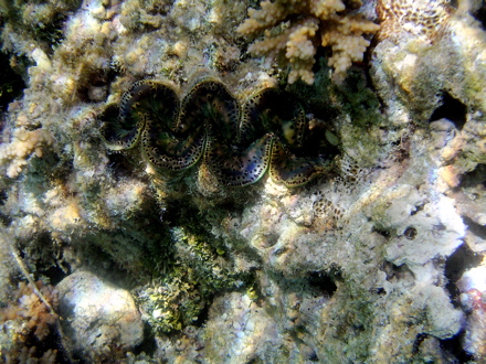 Bénitier, Pahua