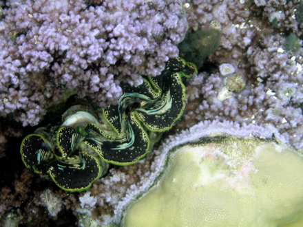 Bénitier, Pahua