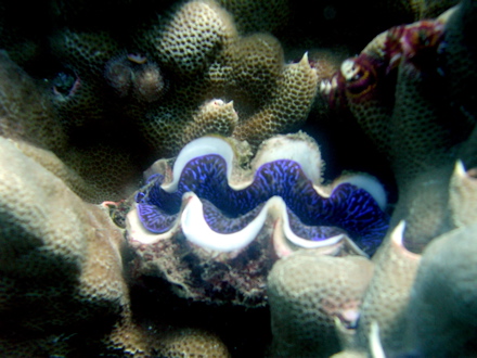 Bénitier