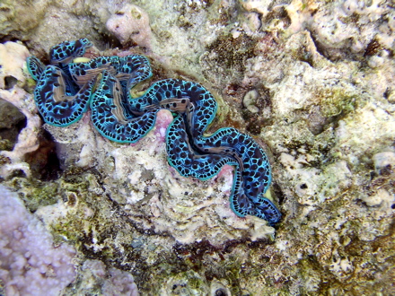 Bénitier