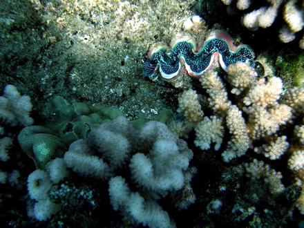 Bénitier, Pahua