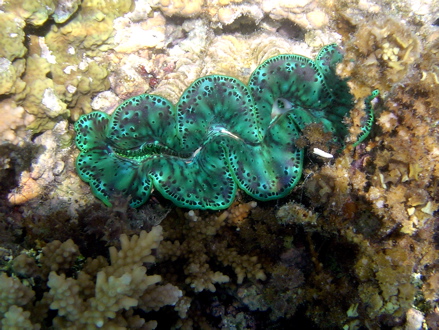 Pahua