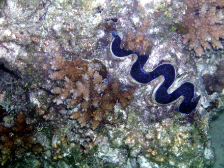Bénitier