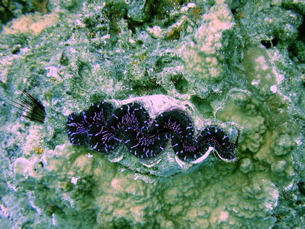 Bénitier
