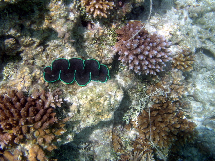 Bénitier, Pahua