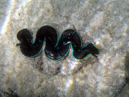 Bénitier