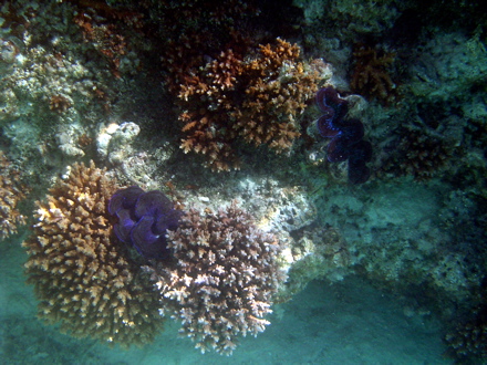 Coraux et Bénitiers