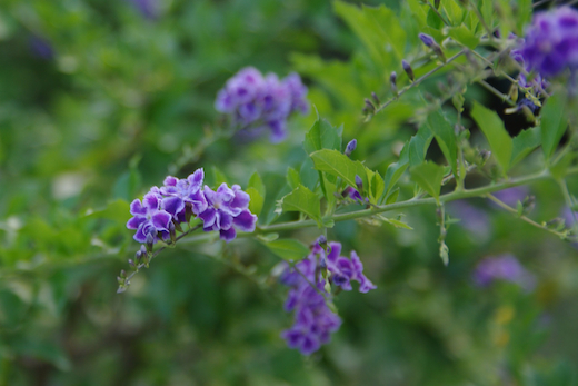 petites fleurs Duranta erecta